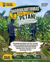 Bhabinkamtibmas Polsek Tapung Cek Pertumbuhan Jagung Pipil 0,5 Hektare di Desa Pelambaian!