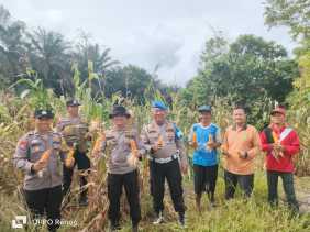 Kinerja Apresiatif Kapolsek KKH: Dukung Ketahanan Pangan, 3 Desa Sukses Panen 3 Ton Jagung