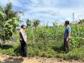 Bhabinkamtibmas Desa Batu Gajah Monitoring Pertumbuhan Jagung Pipil Seluas 0,5 Hektare