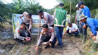Polsek Tapung Tanam Jagung Kuartal Ke lll 2026, Sistem Tumpang Sari di Desa Sumber Makmur