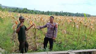 Polsek Kampar Kiri Periksa Tanaman Jagung Kelompok Tani Presisi – Kondisi Bagus, Siap Panen Bulan Juni