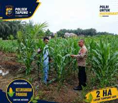 Bhabinkamtibmas Polsek Tapung Monitoring Tanaman Jagung di Lahan Tumpang Sari Seluas 2 Hektare