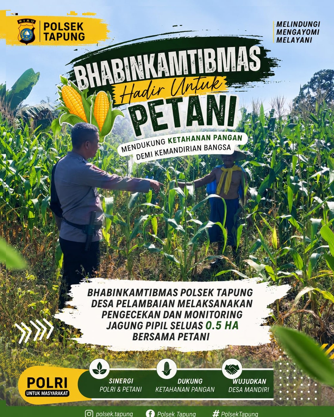 Bhabinkamtibmas Polsek Tapung Cek Pertumbuhan Jagung Pipil 0,5 Hektare di Desa Pelambaian!