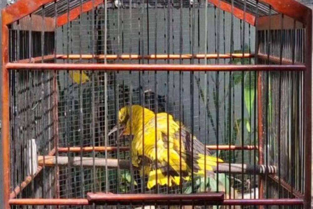 Kemenkes Terbitkan SE untuk Antisipasi Flu Burung, Fokus pada Pencegahan dan Kesiapsiagaan