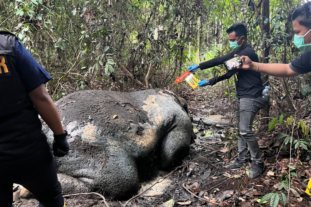 Gajah Sumatra Mati Mengenaskan di Areal Konsesi, Bagian Kepala Hilang Misterius