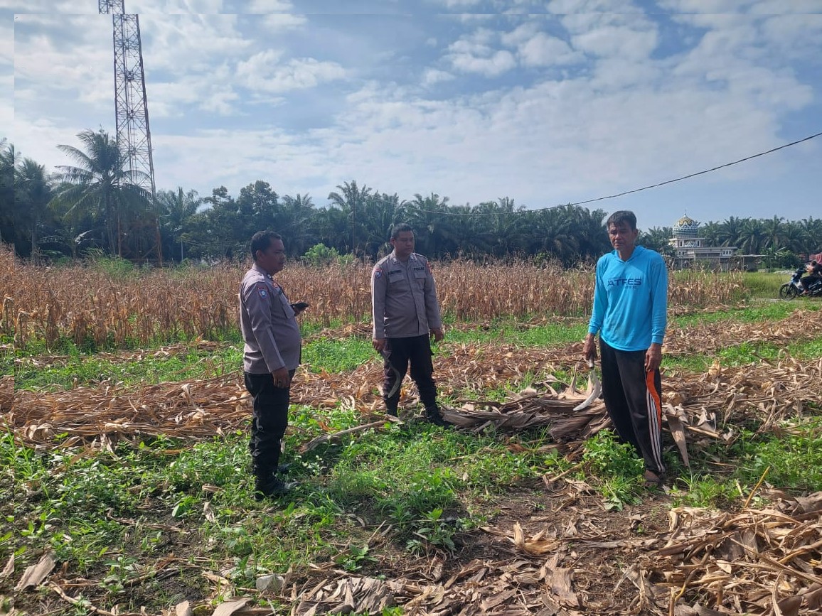 POLSEK TAPUNG DUKUNG SWASEMBADA PANGAN MELALUI PENGECEKAN LAHAN JAGUNG PIPIL DI DESA INDRAPURI