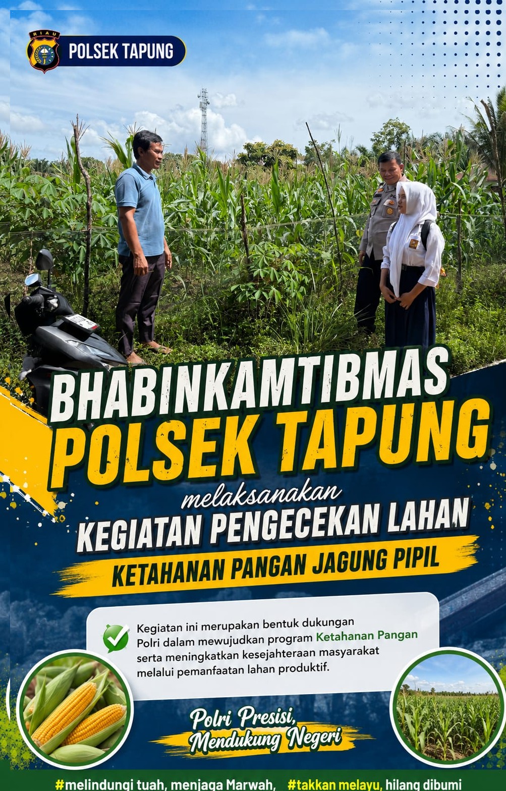 Bhabinkamtibmas Polsek Tapung Cek Lahan Jagung Pipil 0,5 Hektare di Desa Batu Gajah