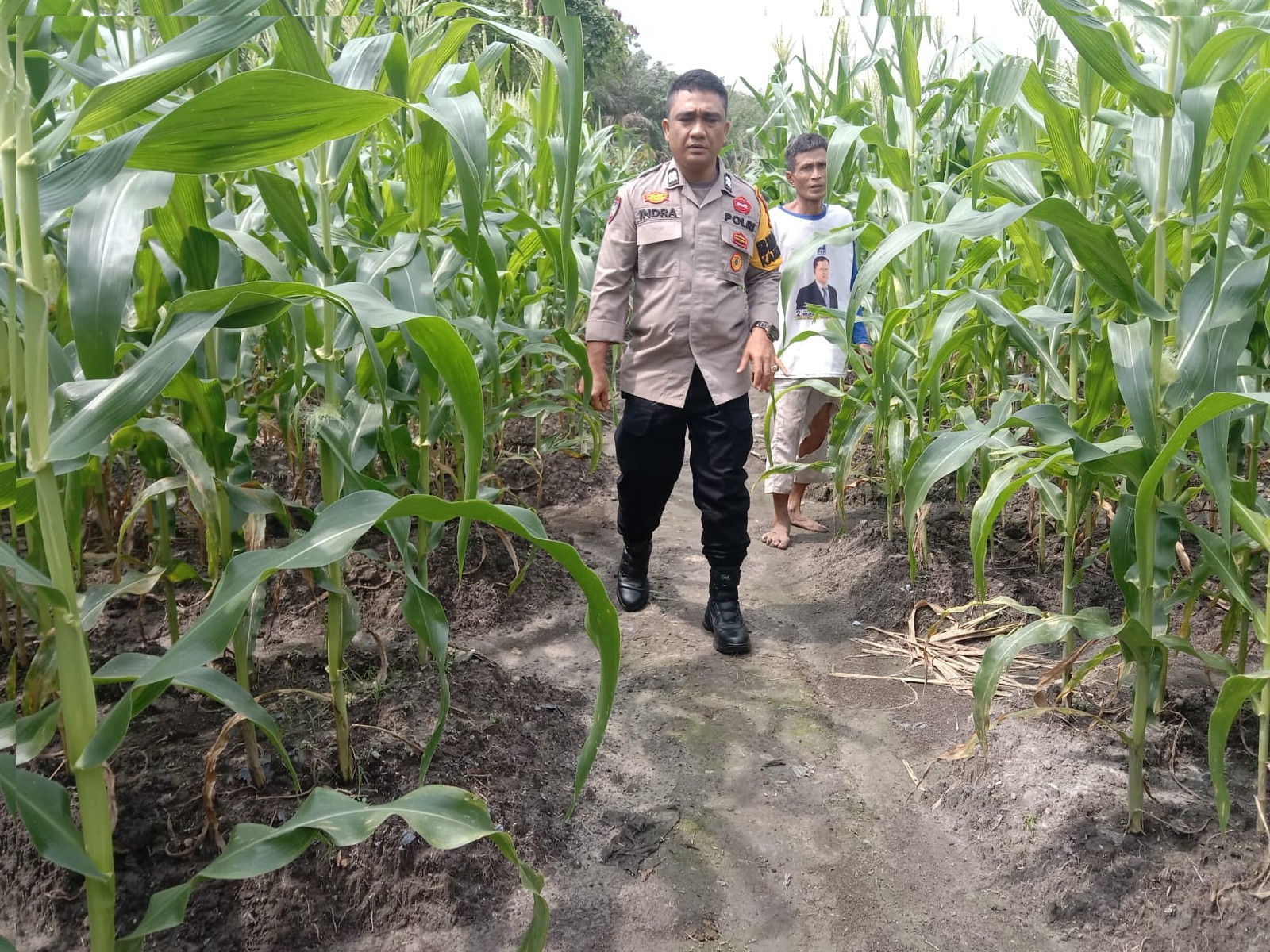Panen Raya Jagung Pipil Segera Tiba! Polsek Kampar Kiri Hilir Apresiasi Hasil Tumpang Sari Petani