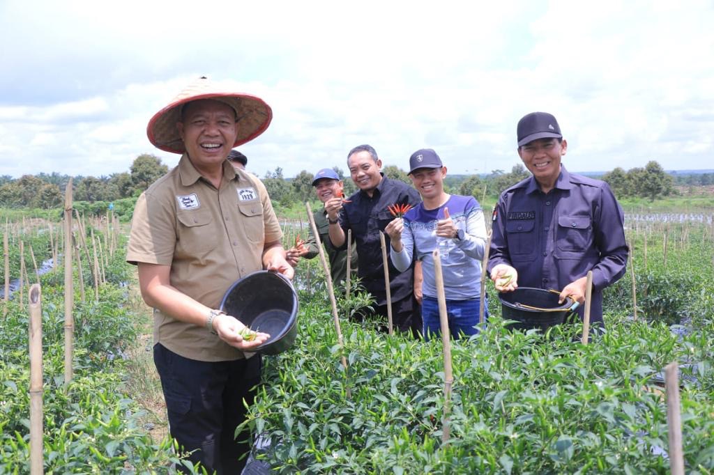 Sekdako Panen Raya Cabai Rawit di Lahan PT SPM, Hasil Panen Capai 10 Ton