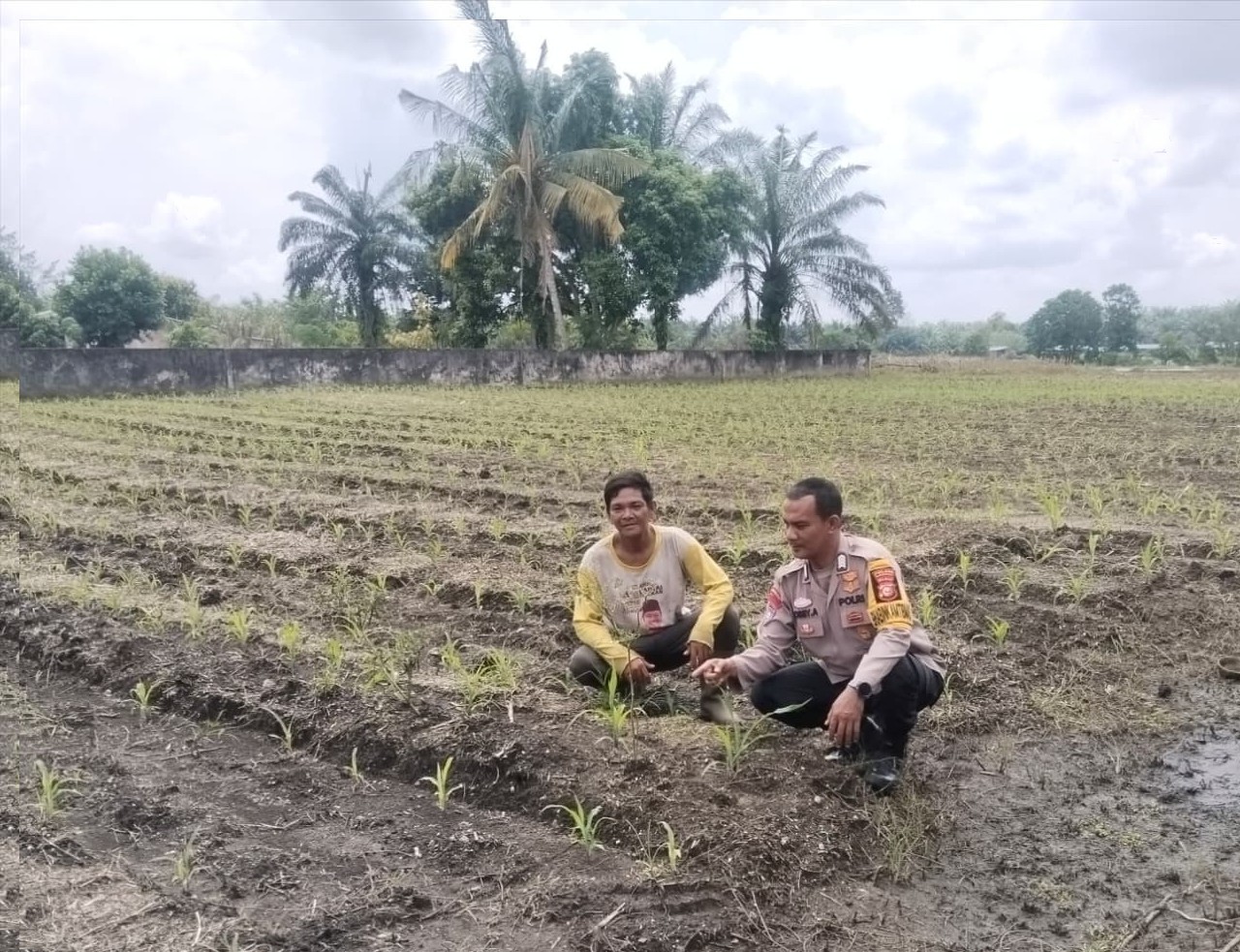 Bhabinkamtibmas Polsek Tapung Melakukan Pengecekan Tanaman Jagung Pipil