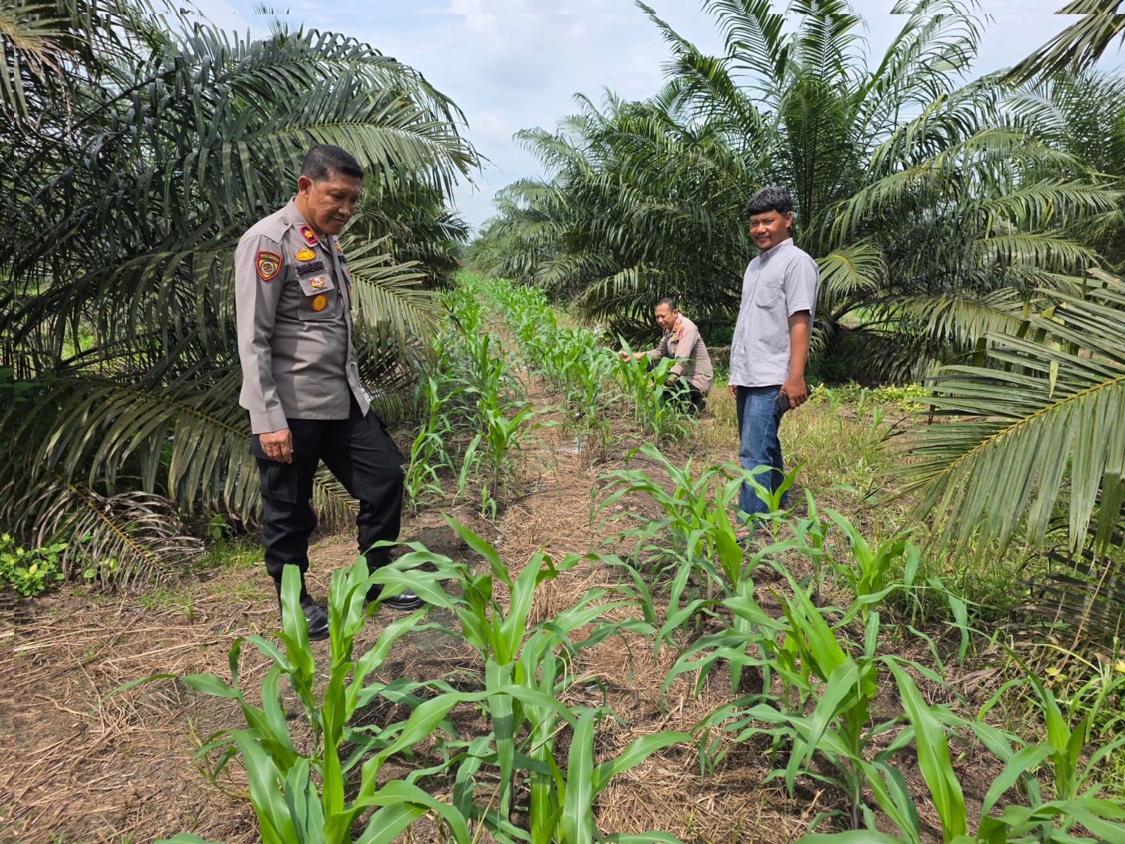 Tak Kenal Lelah Kapolsek Tapung Kompol Y.E Bambang Dewanto Melakukan Pengecekan Lahan Untuk Penanaman Jagung Pipil