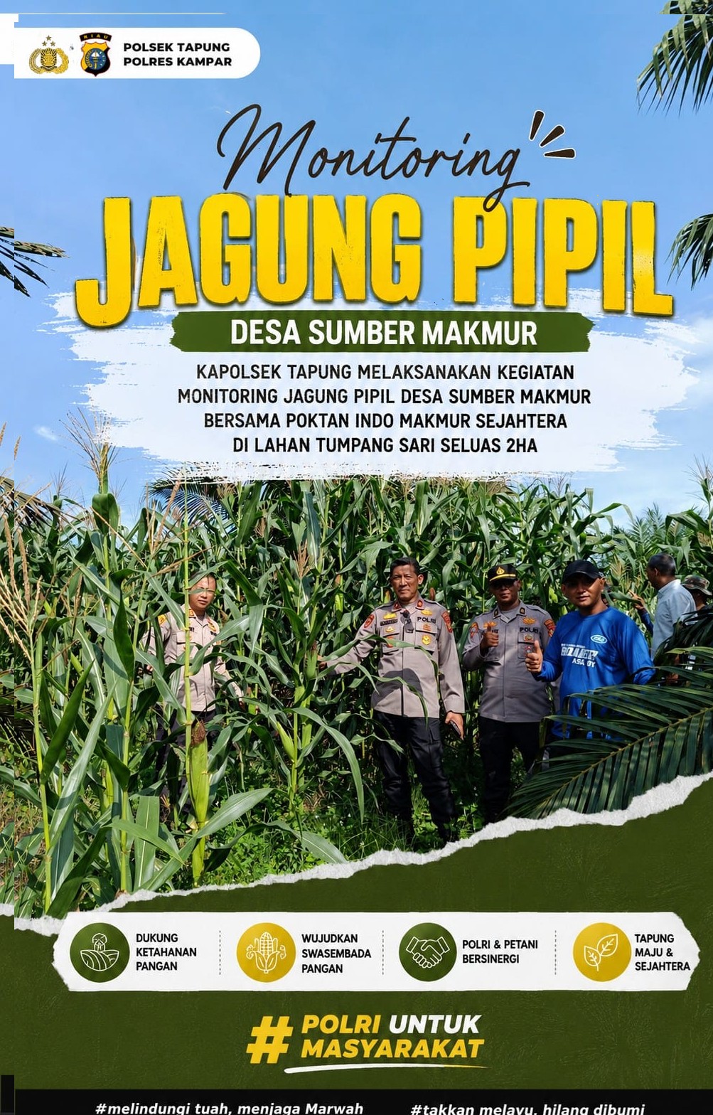 Kapolsek Tapung Tinjau Lahan Jagung Tumpang Sari Seluas 2 Hektare di Desa Sumber Makmur