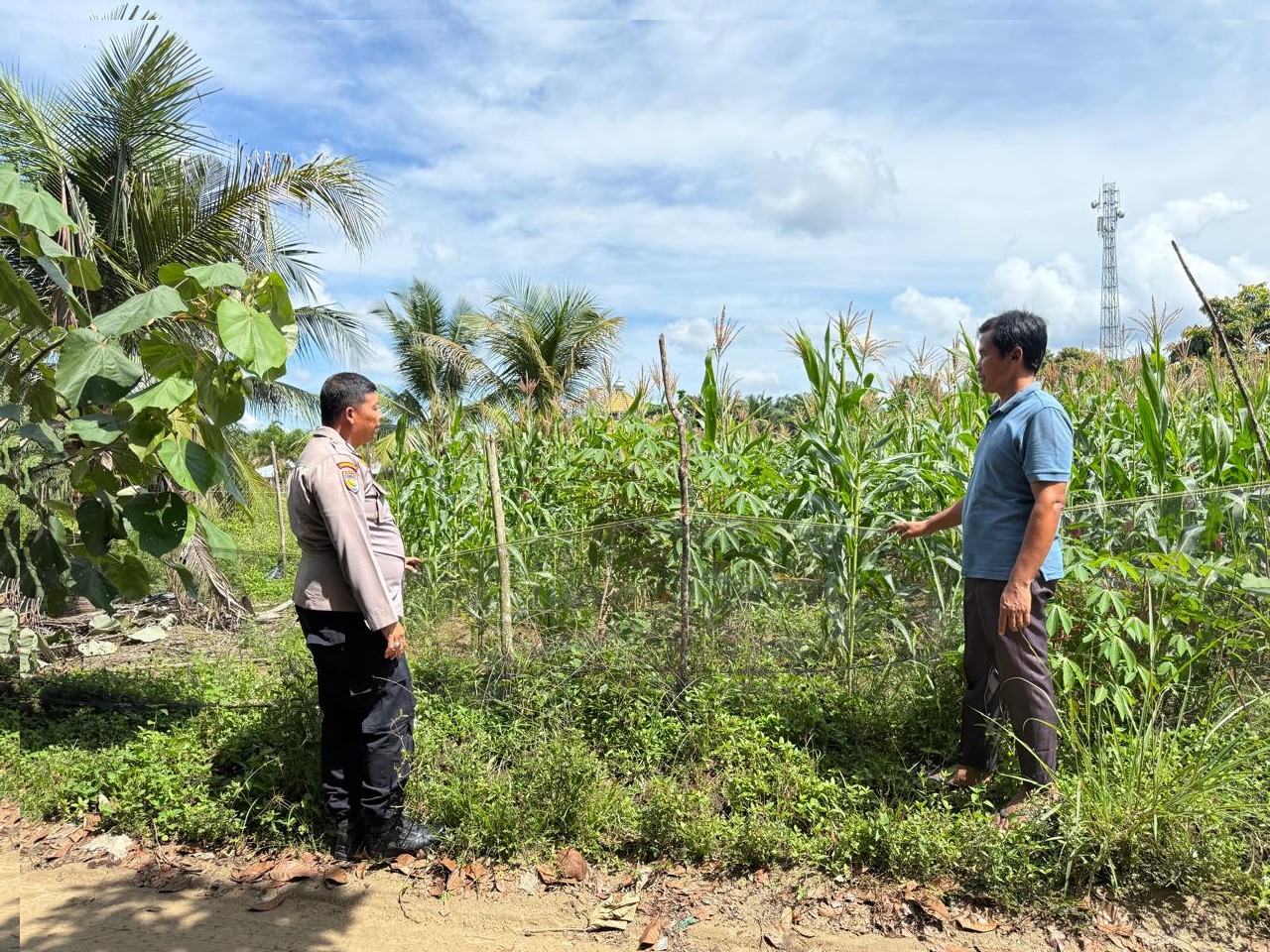Bhabinkamtibmas Desa Batu Gajah Monitoring Pertumbuhan Jagung Pipil Seluas 0,5 Hektare