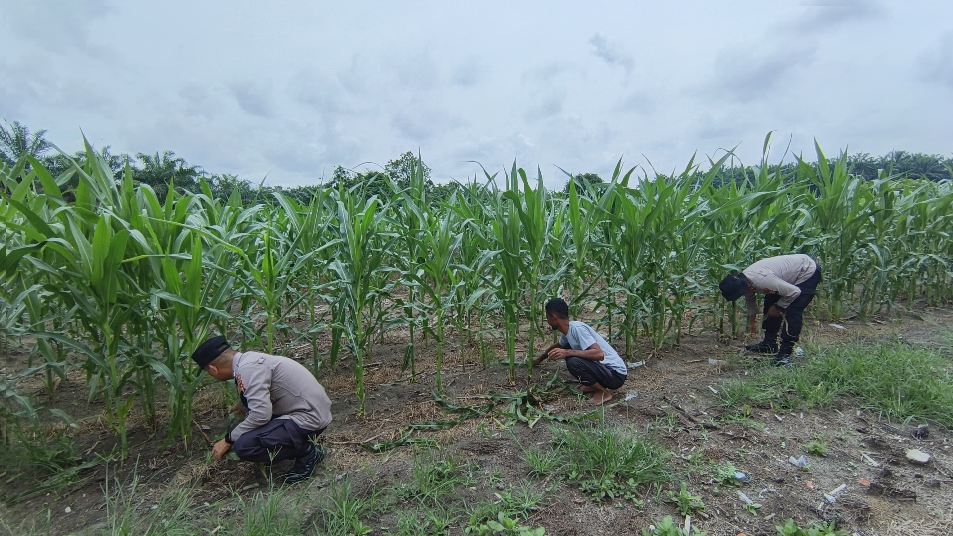 Polsek Perhentian Raja Monitoring Lahan Jagung: Perkembangan Optimal Dengan Metode Monokultur