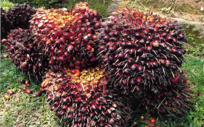 Harga Kelapa Sawit Dibayar Rp1.865,10 per Kg