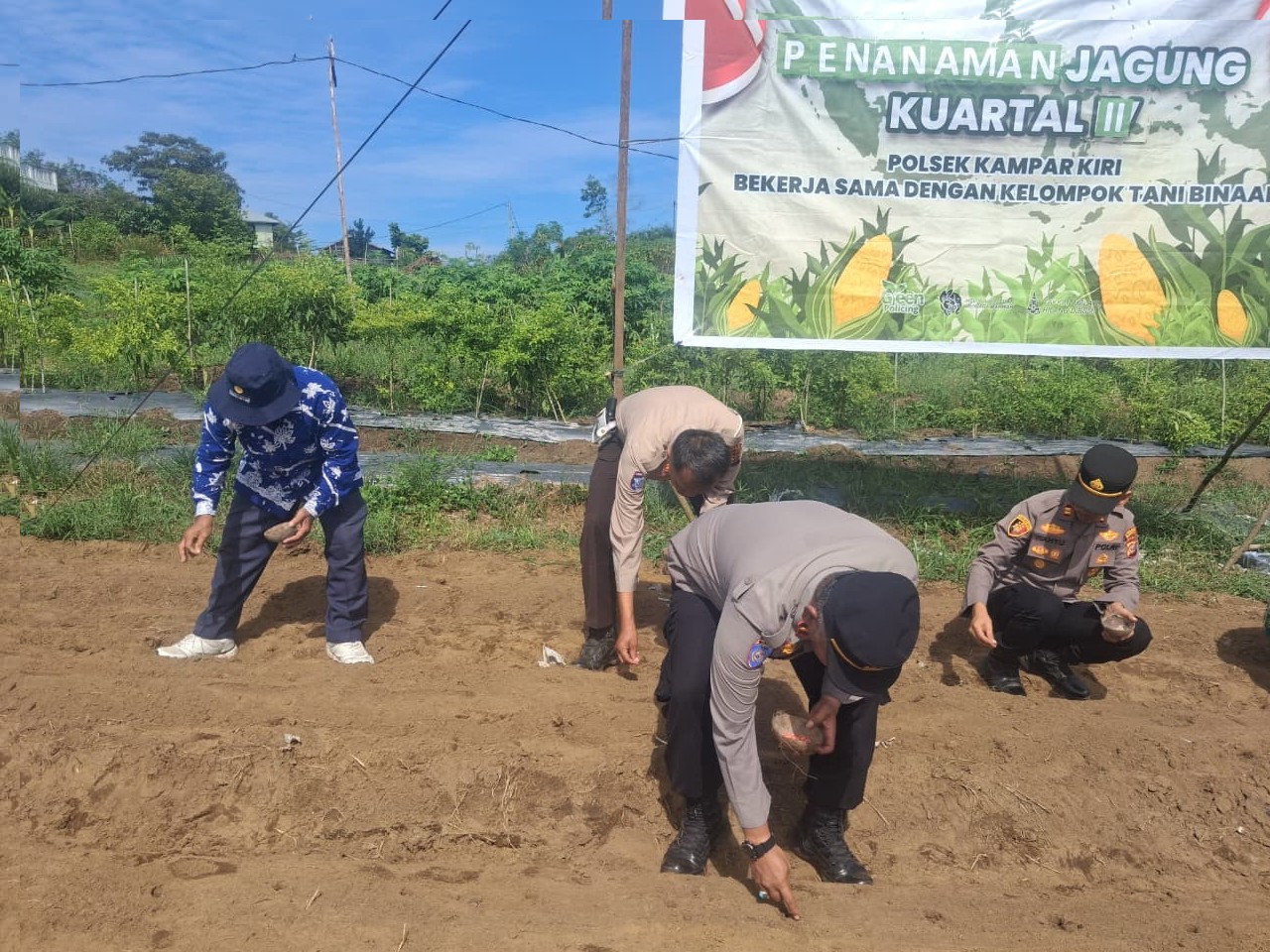 Polsek Kampar Kiri Gandeng Kompleks Pesantren Dan Poktan: Tanam 1 hektar Jagung Pipil Lamuru, Dukung Ketapang!