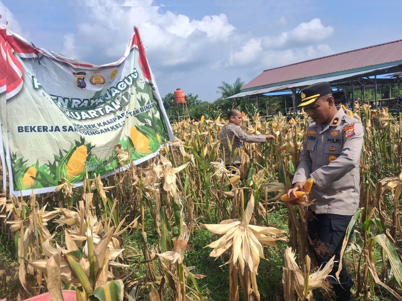 Kapolsek Andi Regar Pimpin Panen Raya Jagung Pipil di Desa Gunung Mulya