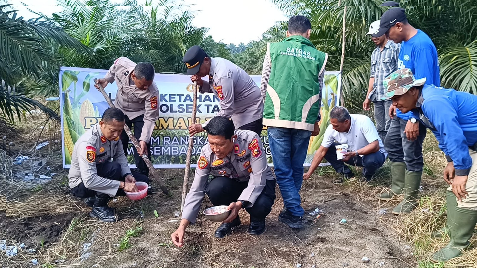 Polsek Tapung Tanam Jagung Kuartal Ke lll 2026, Sistem Tumpang Sari di Desa Sumber Makmur