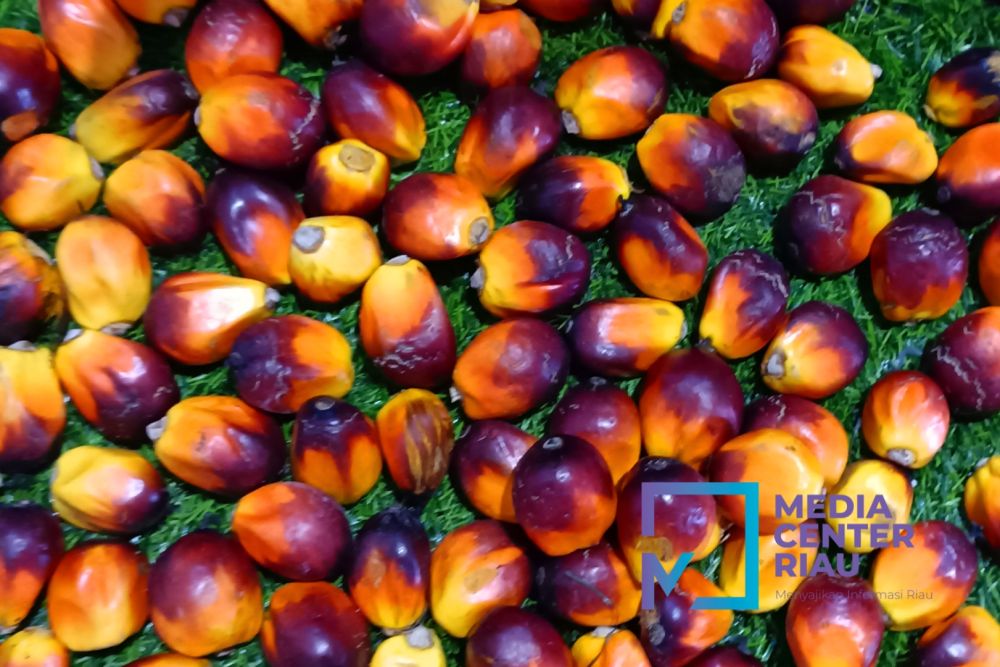 Harga CPO Turun, Kelapa Sawit Mitra Plasma di Riau Dihargai Rp3.624 per Kg