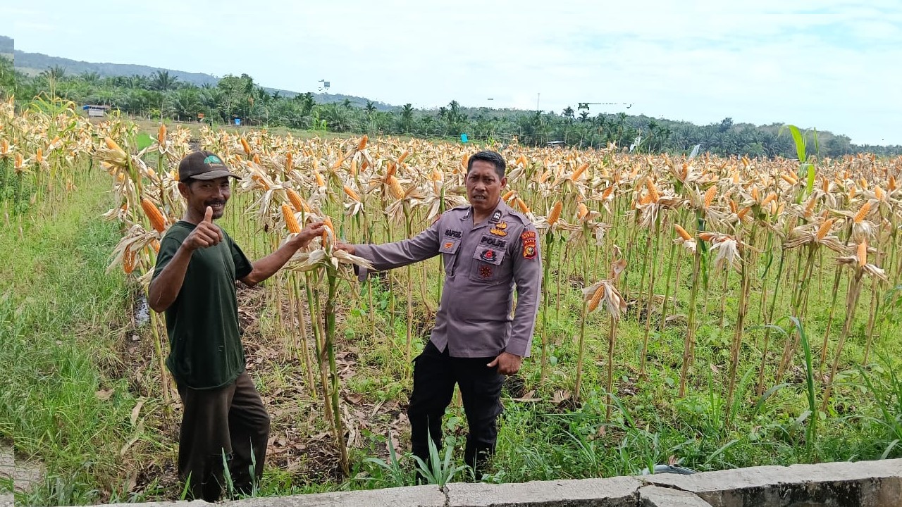 Polsek Kampar Kiri Periksa Tanaman Jagung Kelompok Tani Presisi – Kondisi Bagus, Siap Panen Bulan Juni