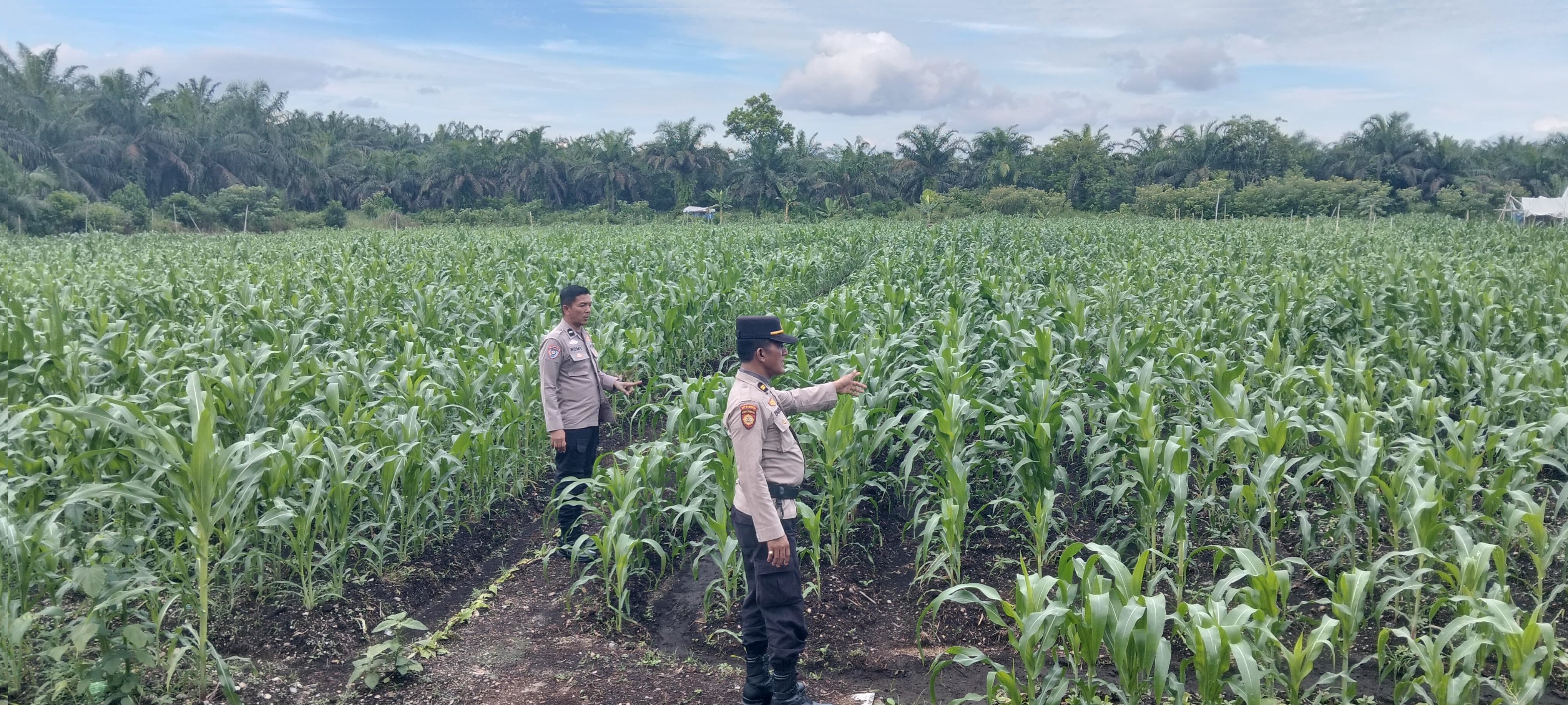Kapolsek Kampar AKP Asdisyah Mursid SH Kembali Tinjau Tanaman Jagung Pipil di Desa Kayu Aro, Wujud Nyata Dukungan Ketahanan Pangan Nasional