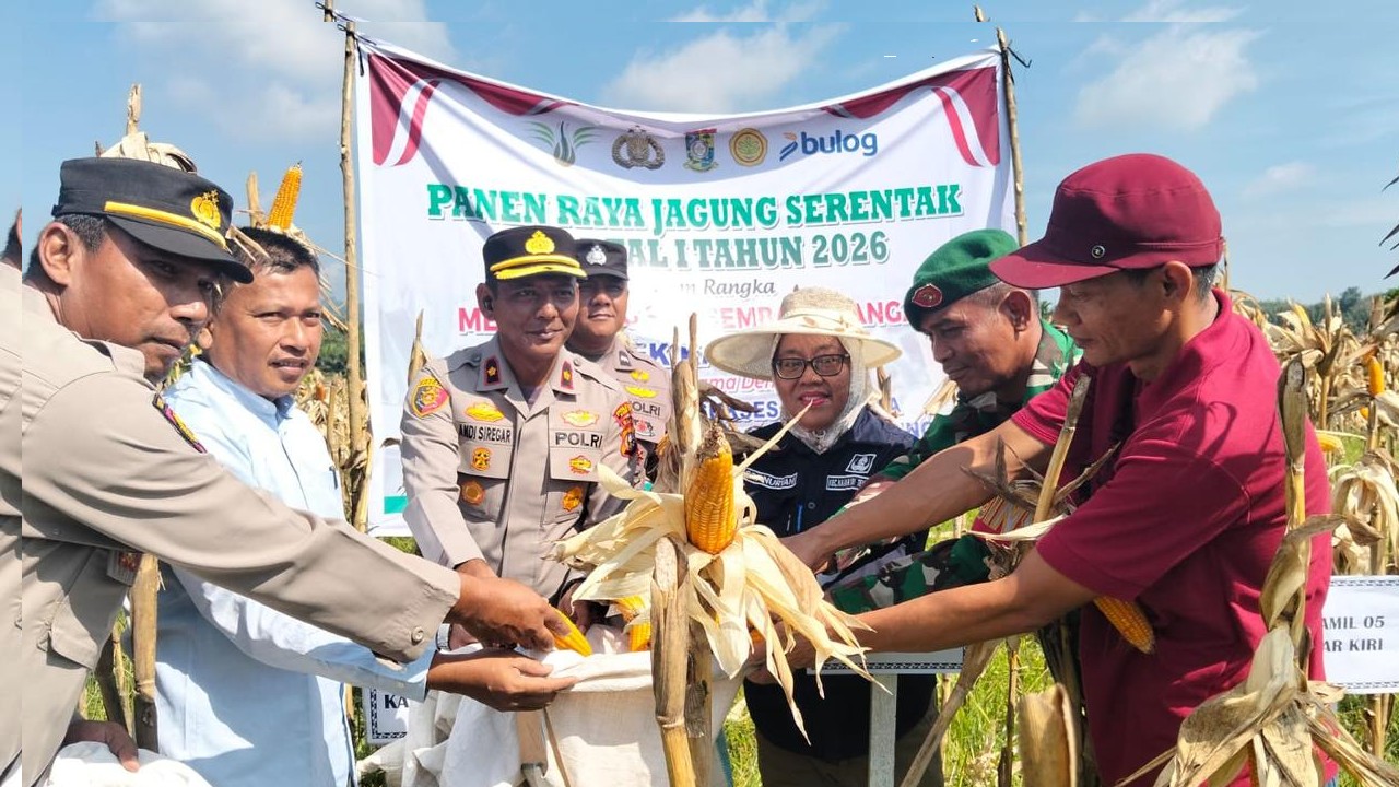 Polsek Kampar Kiri Gandeng PT.Surya Agro dan Poktan, Panen Raya Jagung Pipil ke Bulog!!!