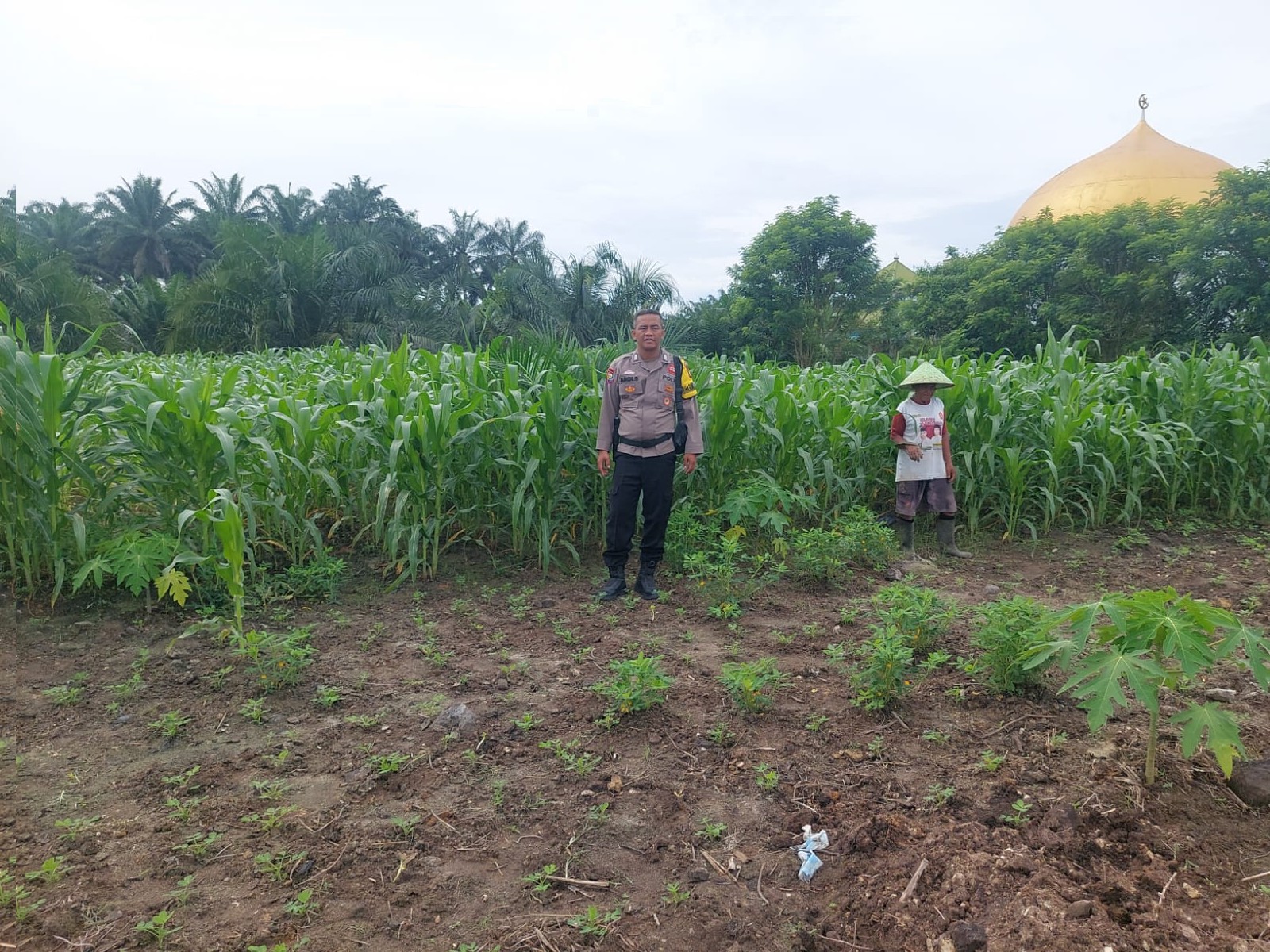PASTIKAN TUMBUH DENGAN BAIK, POLSEK TAPUNG SELALU LAKUKAN PENGECEKAN TANAMAN JAGUNG PIPIL