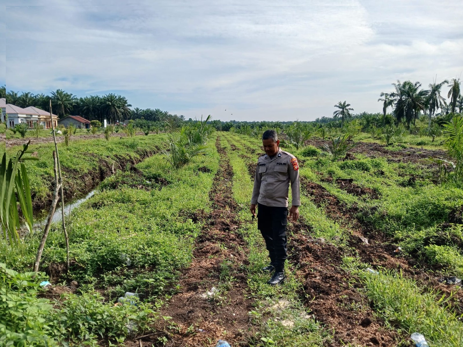 Bhabinkamtibmas Desa Sumber Makmur Secara Rutin Cek Pertumbuhan Tanaman Jagung Pipil