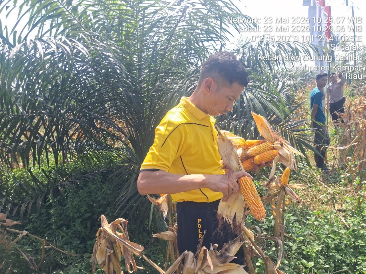 Polsek Kampar Kiri Gandeng Poktan, Panen Raya Jagung Pipil: Hasilnya ke Bulog