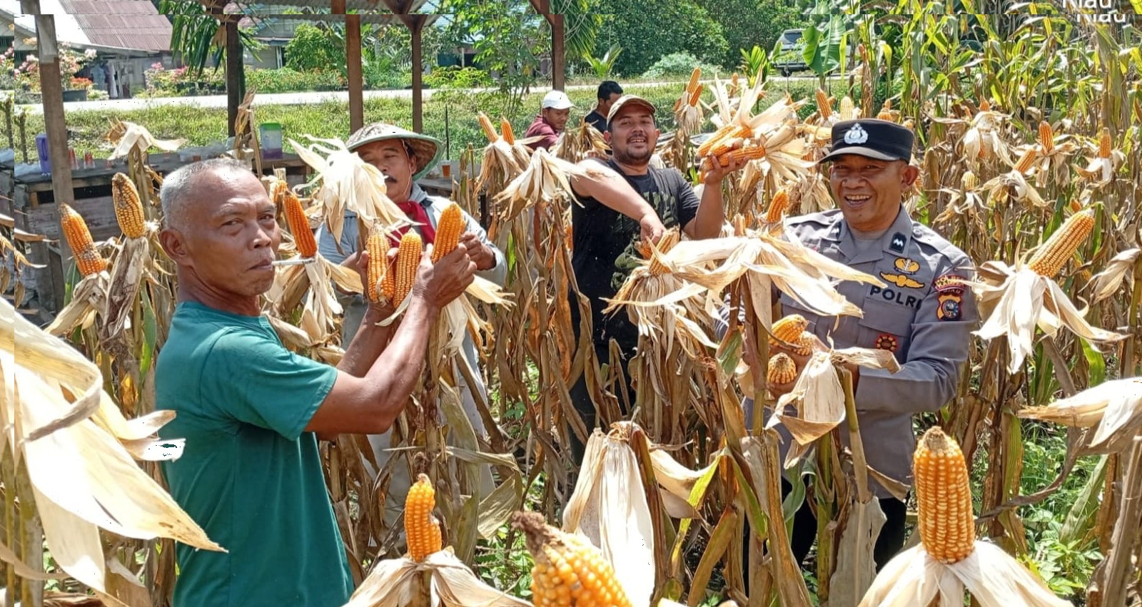 Panen Jagung Pipil Program Kapolda Riau Sukses, Desa Sungai Simpang Dua Hasilkan 500 Kg