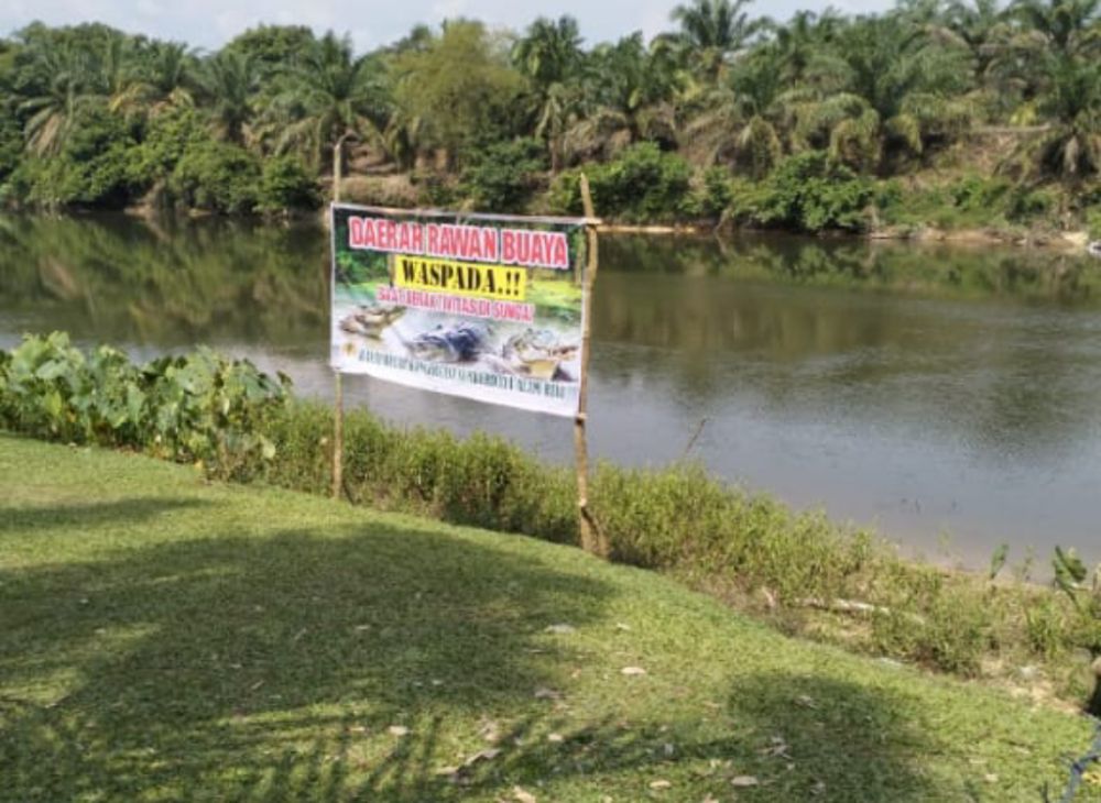 Ada Buaya Senyulong Muncul di Sungai Subayang Kampar, BKSDA Riau Pasang Plang