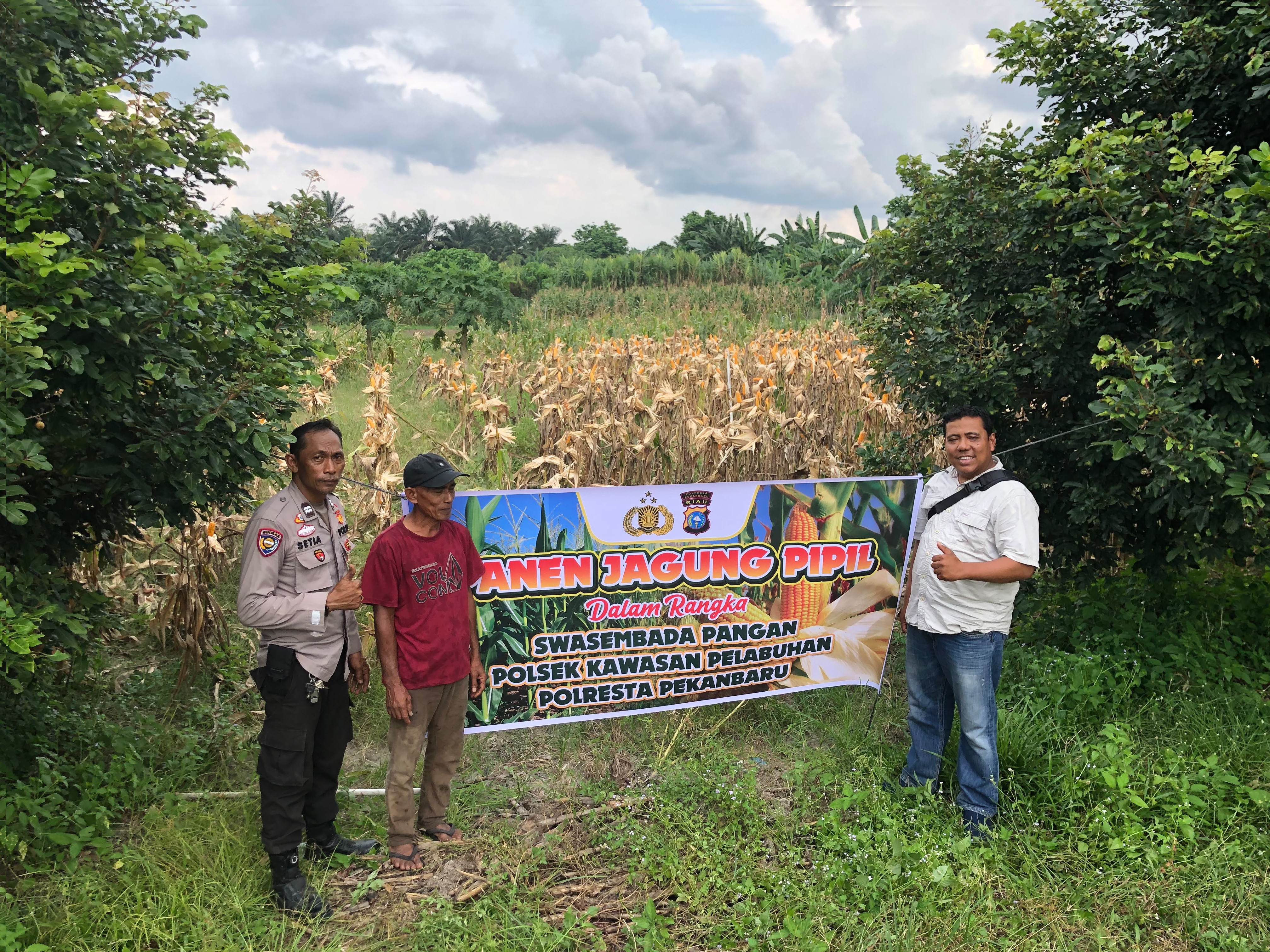 Panen Jagung Pipil Polsek Kawasan Pelabuhan, Wujud Nyata Dukungan Ketahanan Pangan Nasional