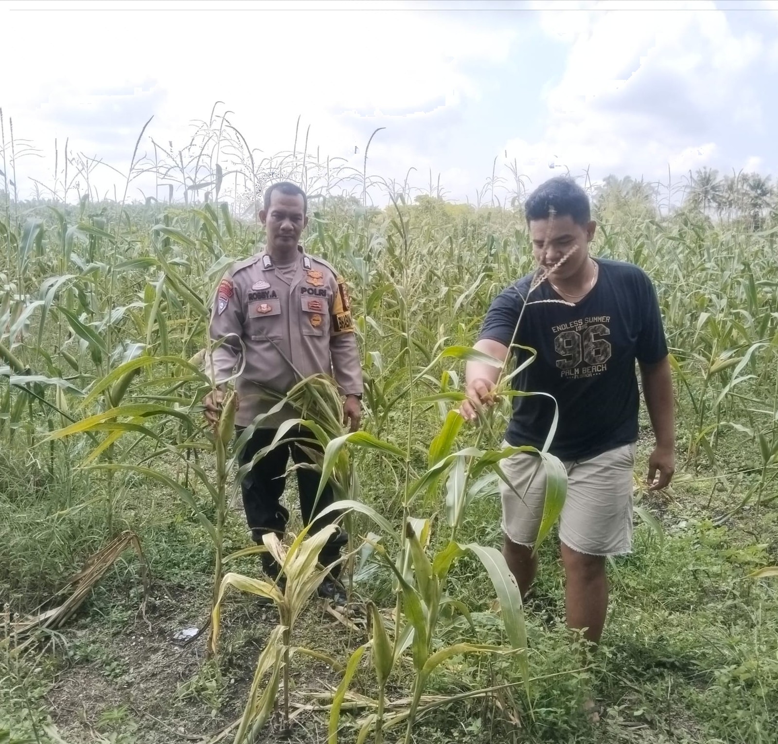 Bhabinkamtibmas Desa Muara Mahat Baru Monitoring Pertumbuhan Jagung Pipil Luas 1,5 Hektare