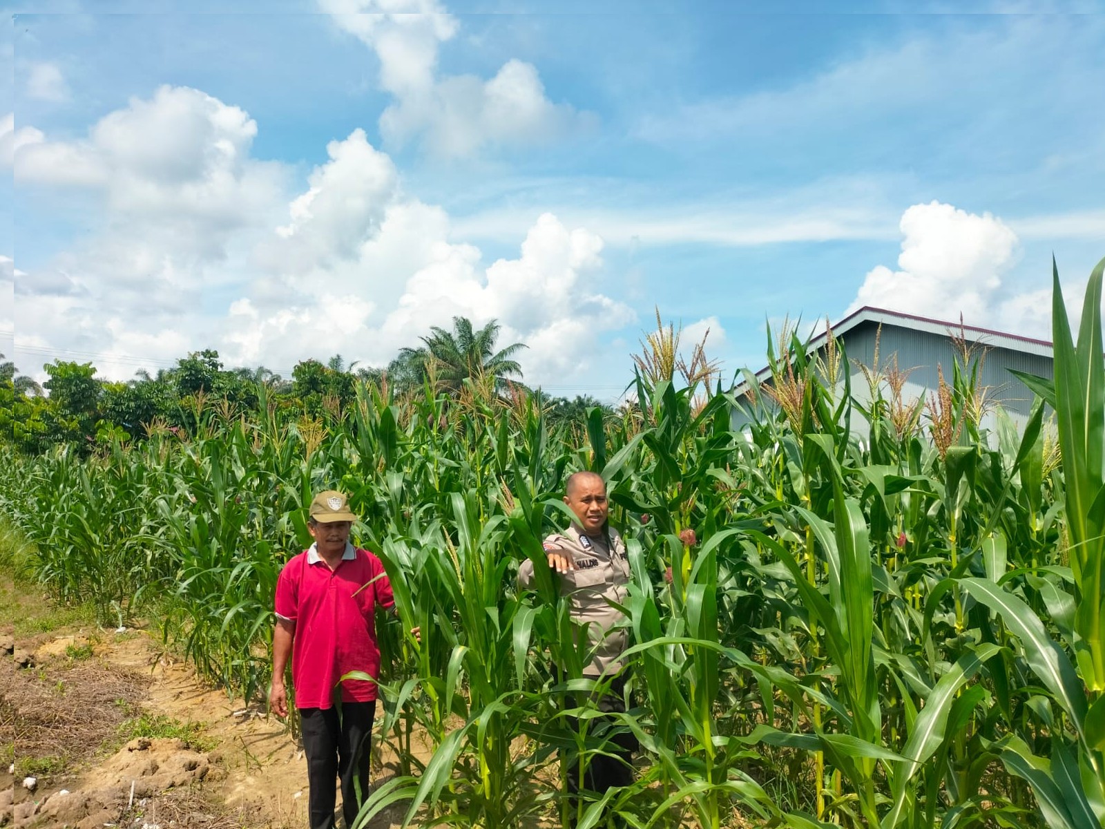 Polsek Kampar Kiri Monitoring Lapangan, Tanaman Jagung Ketahanan Pangan Tumbuh Subur dan Optimal