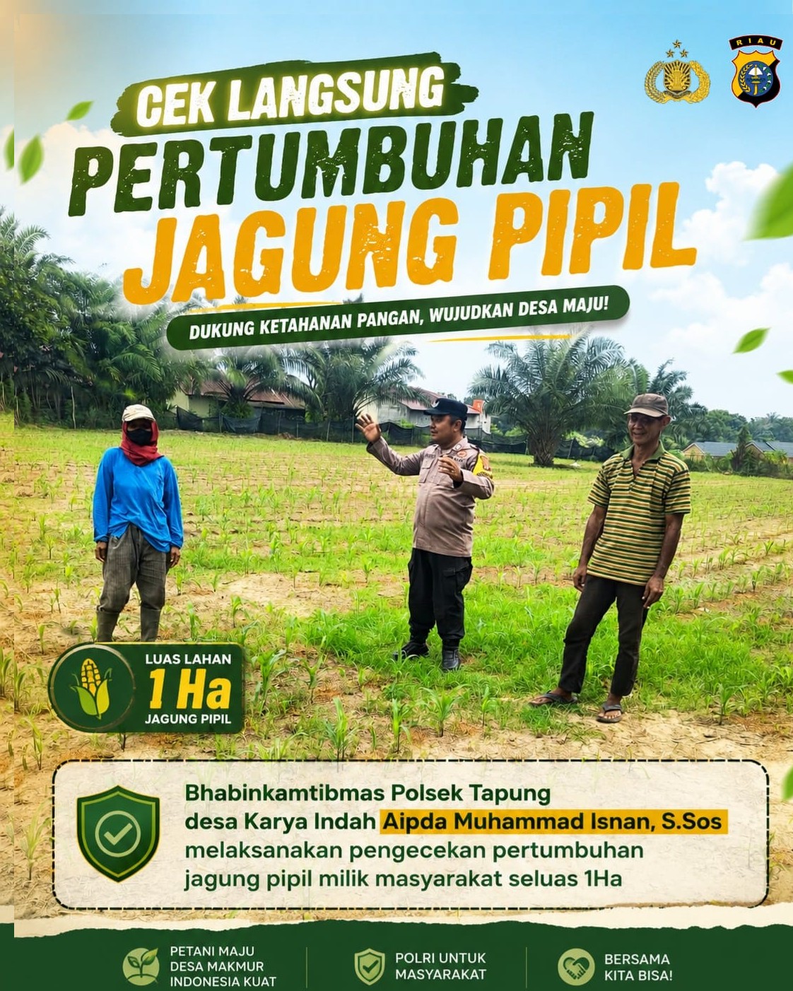 Polsek Tapung Intensifkan Pendampingan Petani, Bhabinkamtibmas Cek Lahan Jagung Pipil di Desa Karya Indah