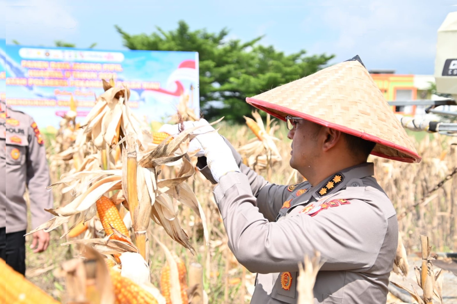 Polda Riau Gaspol Dukung Swasembada Jagung! Panen Raya Bukti Kolaborasi Nyata Wujud Ketapang